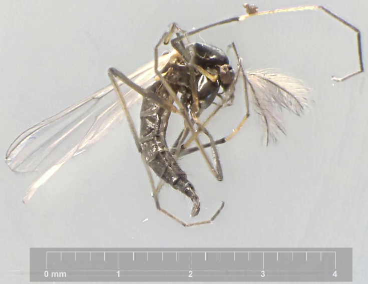 Paratendipes albimanus